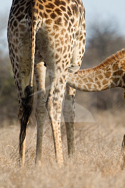 Zogende Giraffe; Drinking young Giraffe stock-image by Agami/Marc Guyt,