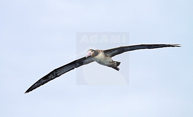Stellers Albatros; Short-tailed Albatross stock-image by Agami/Pete Morris,