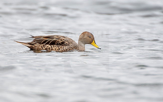 Male Yellow-billed Pintail (Anas georgica) swimming in an andean lake at Antisana in Ecuador. stock-image by Agami/Marc Guyt,