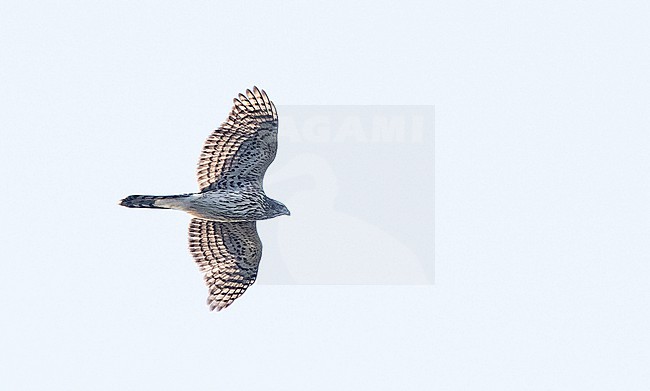 American Goshawk, Accipiter atricapillus, in flight in North America. stock-image by Agami/Ian Davies,