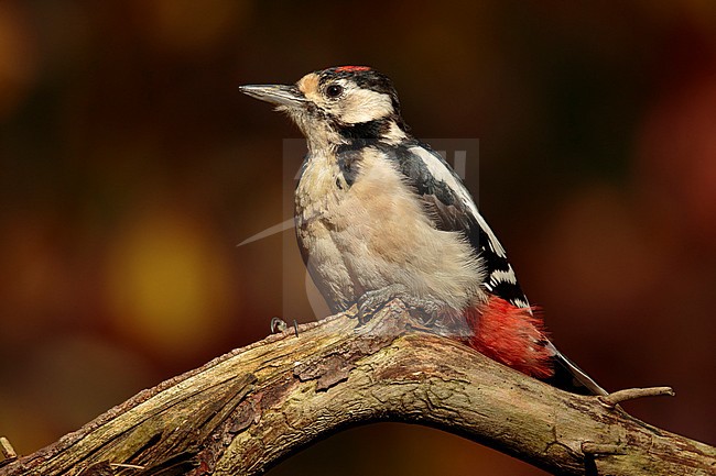 Grote Bonte Specht zittend op tak; great spotted Woodpecker sitting on branch stock-image by Agami/Walter Soestbergen,