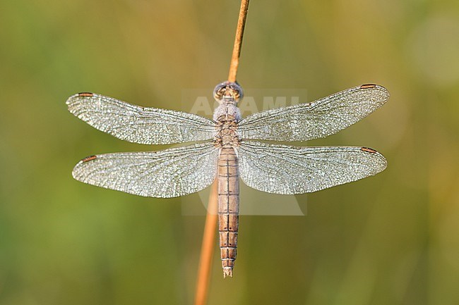 Orthetrum brunneum - Blue Skimmer - Südlicher Blaupfeil, Germany (Baden-Wüttemberg), imago stock-image by Agami/Ralph Martin,