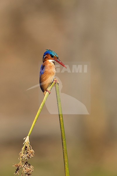 Malachietijsvogel; Malachite Kingfisher; stock-image by Agami/Walter Soestbergen,