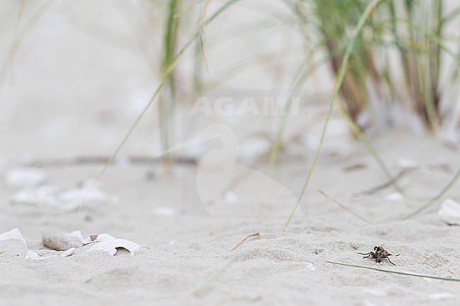 Philonicus albiceps - Sand-Raubfliege, Germany (Hamburg), imago, male stock-image by Agami/Ralph Martin,