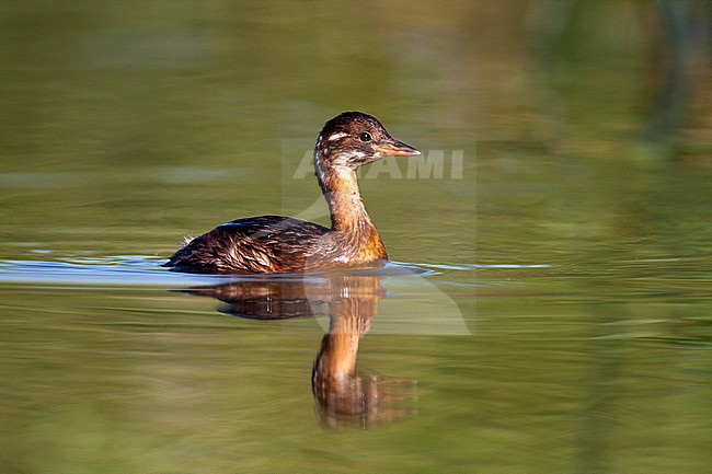 Little Grebe, Tachybaptus ruficollis stock-image by Agami/Oscar Díez,
