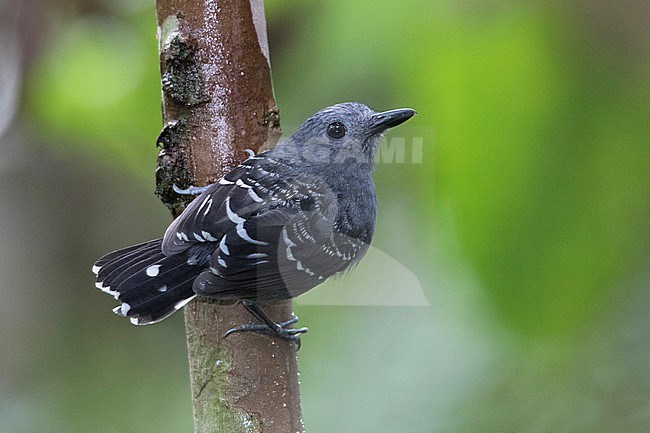 A male Common Scale-backed Antbird (Willisornis poecilinotus lepidonota) at Leticia, Amazonas, Colombia. stock-image by Agami/Tom Friedel,