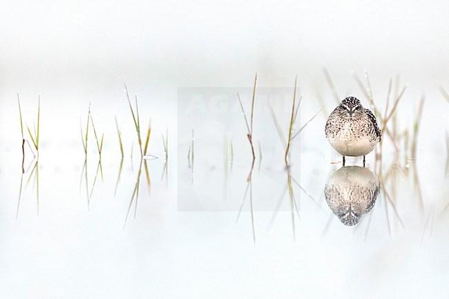 Wood Sandpiper (Tringa glareola) in Italy. stock-image by Agami/Daniele Occhiato,