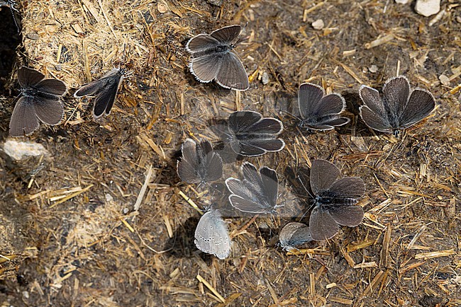 Plenty of small blue (cupido minimus) are on a cow pat and sucking salty liquid stock-image by Agami/Mathias Putze,
