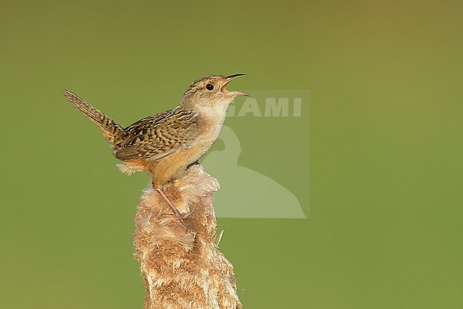 Adult
St. Louis Co., MN
June 2020 stock-image by Agami/Brian E Small,