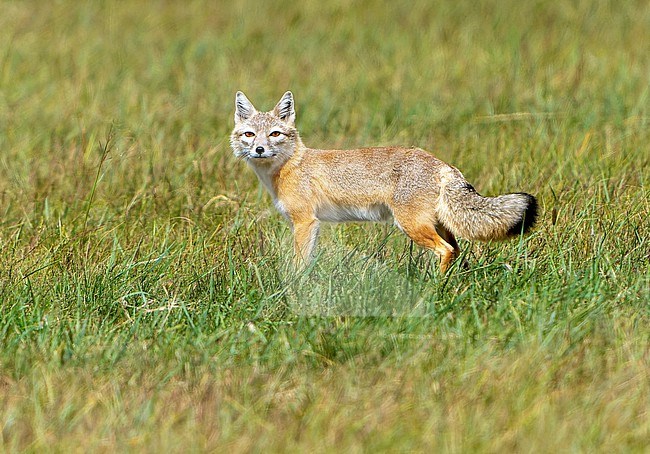 Corsac fox (Vulpes corsac) during autumn migration in Mongolia. stock-image by Agami/Dani Lopez-Velasco,