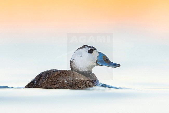 Adult male White-headed Duck (Oxyura leucocephala) swimming witht on a pristine lagoon in a Spanish nature reserve. Side view on eye-level showing odd shaped blue bill. stock-image by Agami/Ralph Martin,