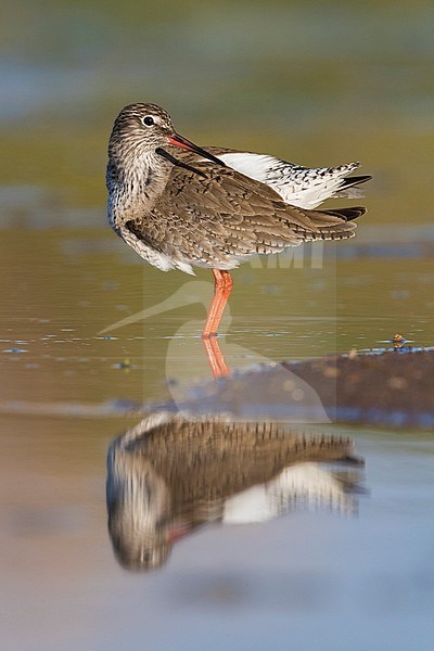 Redshank (Tringa totanus), adult standing in a pond stock-image by Agami/Saverio Gatto,