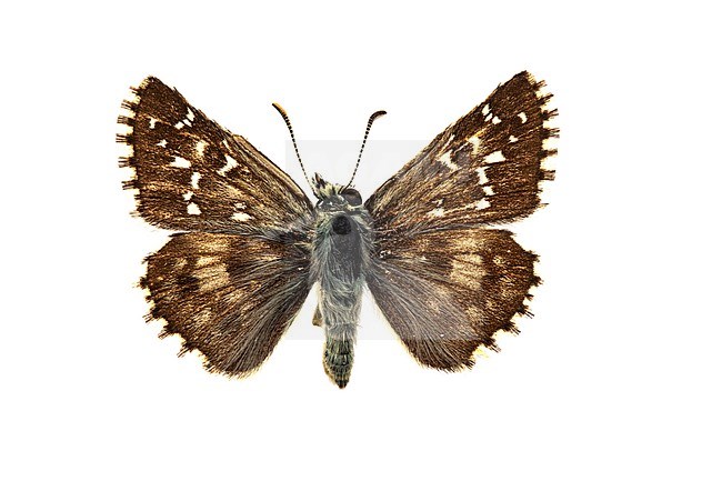 Oberthür's grizzled skipper; Pyrgus armoricanus stock-image by Agami/Wil Leurs,