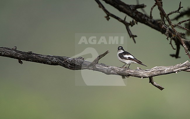 Adult male Iberian Pied Flycatcher (Ficedula hypoleuca iberiae) perched at the Cantabrian Mountains, Castillia y Leon, Spain stock-image by Agami/Helge Sorensen,