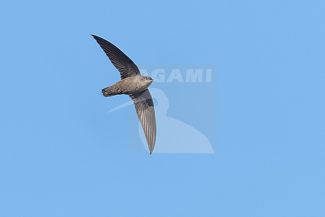 Chimney Swift (Chaetura pelagica) flying over the vila do Corvo, Corvo, Azores, Portugal. stock-image by Agami/Vincent Legrand,
