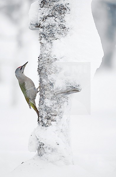 Grey-headed Woodpecker male (Picus canus) Kuhmo Finland January 2015 stock-image by Agami/Markus Varesvuo,