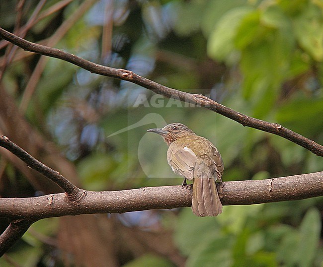 Philippine Bulbul (Hypsipetes philippinus) in the Philippines. stock-image by Agami/Pete Morris,