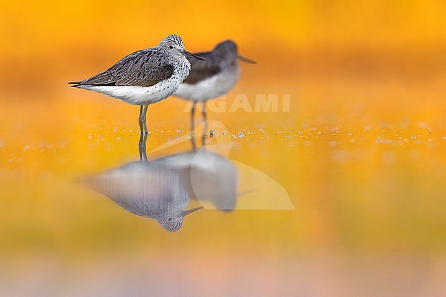 Greenshank (Tringa nebularia) in Italy. stock-image by Agami/Daniele Occhiato,