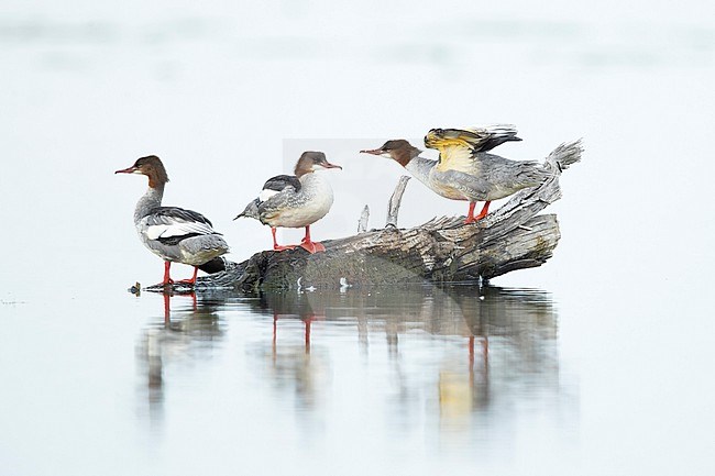 A group of male goosander (mergus merganser) in eclipse plumage perching on a tunk in the water stock-image by Agami/Mathias Putze,