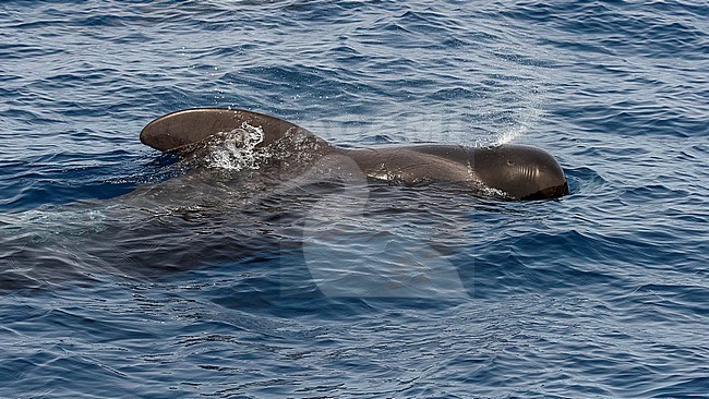 Bull Short-finned Pilot Whale surfacing front of the boat off Sao Nicolau, Cape Verde. June 4, 2018. stock-image by Agami/Vincent Legrand,