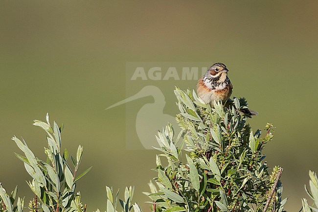 Chestnut-eared Bunting - Bandammer - Emberiza fucata ssp. fucata, Russia (Baikal), adult male stock-image by Agami/Ralph Martin,