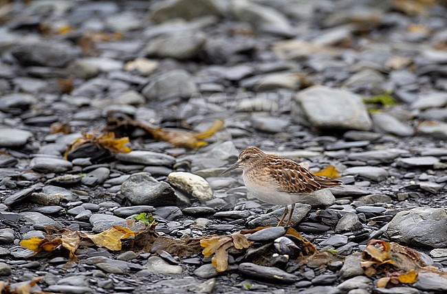 Red morph Juvenile Least Sandpiper (Calidris minutilla) in very fresh plumage stock-image by Agami/Edwin Winkel,