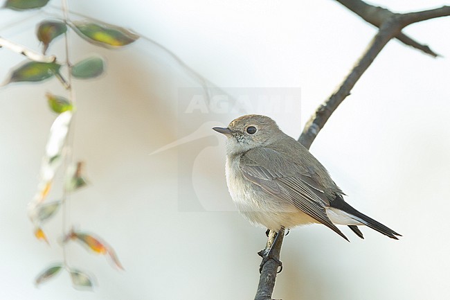 Taigavliegenvanger, Taiga Flycatcher, Ficedula albicilla stock-image by Agami/Yoav Perlman,