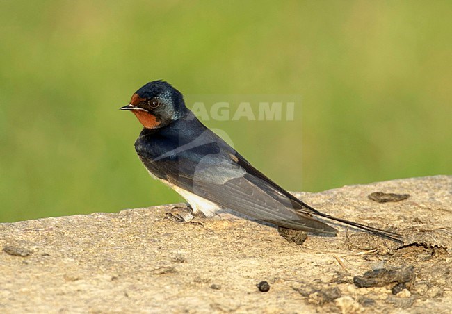 Barn Swallow perched on the ground; Boerenzwaluw jzittend op de grond stock-image by Agami/Hans Gebuis,