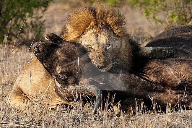 Lion (Panthera Leo) male with fresh African Buffalo (Syncerus caffer) carcass at Kruger National Park in summer stock-image by Agami/Caroline Piek,