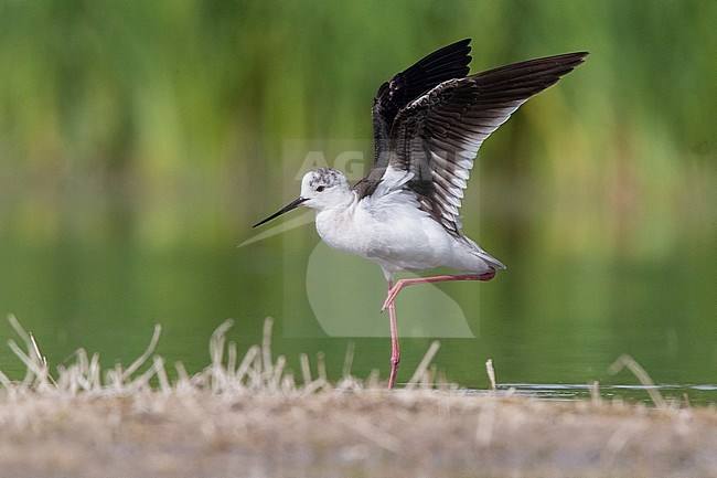 Black-winged Stilt (Himantopus himantopus), 2nd cy juvenile spreading its wings, Campania, Italy stock-image by Agami/Saverio Gatto,