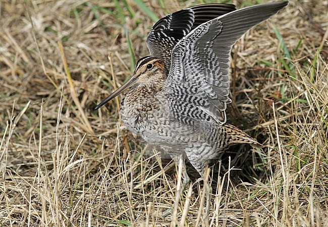 Tame vagrant first-winter Great Snipe (Gallinago media) at Spurn in England with wings raised. stock-image by Agami/Pete Morris,