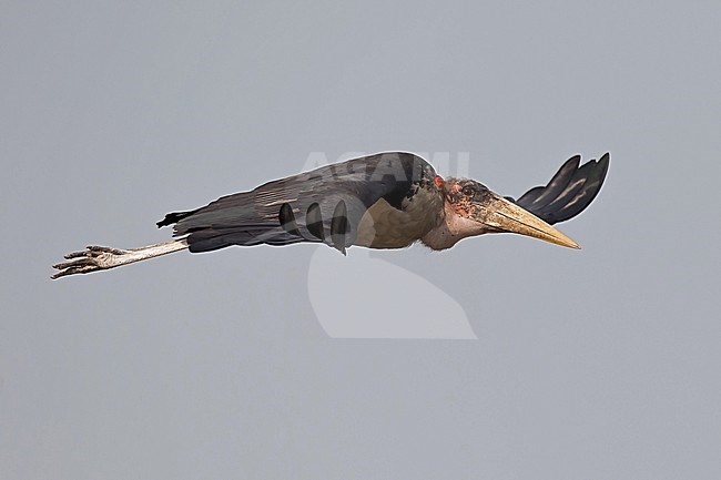 Flying adult marabou stork (Leptoptilos crumenifer) above Lake Albert in Uganda stock-image by Agami/Mathias Putze,