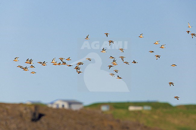 Red Knot (Calidris canutus islandica), flock in flight, Northwestern Region, Iceland stock-image by Agami/Saverio Gatto,
