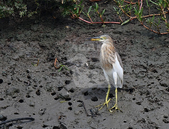 Chinese Pond Heron (Ardeola bacchus) wintering near Pak Thale in Thailand. Standing on the edge of a mangrove forest on the mud. stock-image by Agami/Laurens Steijn,