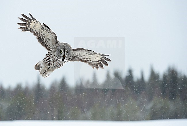 Laplanduil vliegend; Great Grey Owl flying stock-image by Agami/Jari Peltomäki,