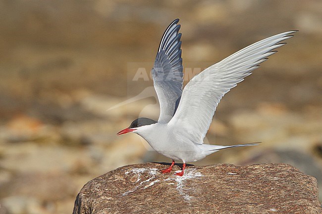 Arctic Tern (Strena paradisaea) perched on a rock in Churchill, Manitoba, Canada. stock-image by Agami/Glenn Bartley,