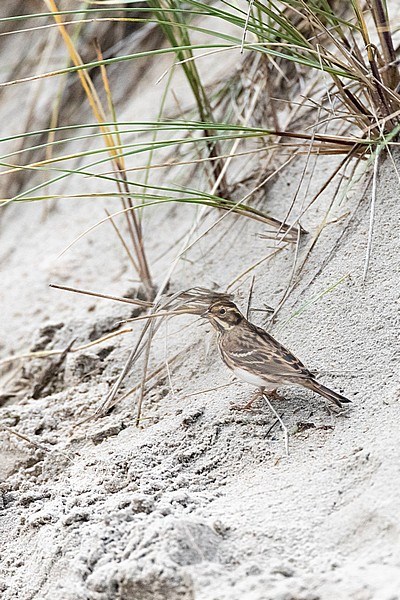 First-winter Rustic Bunting (Emberiza rustica) on Vlieland, Netherlands. A rare vagrant to the Netherlands stock-image by Agami/Marc Guyt,
