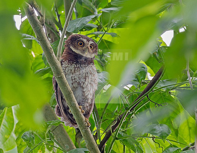 New Britain Boobook (Ninox odiosa) in Papua New Guinea. stock-image by Agami/Pete Morris,