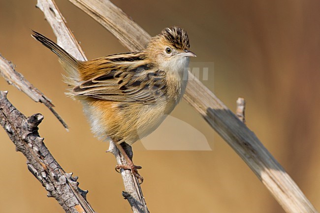 Graszanger op takje; Zitting Cisticola perched on twig stock-image by Agami/Daniele Occhiato,