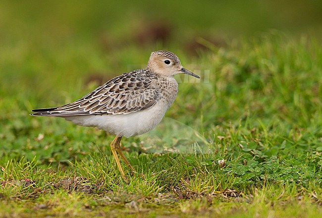 Blonde Ruiter, Buff-breasted Sandpiper stock-image by Agami/David Monticelli,