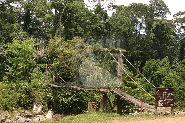 Borneo; Borneo stock-image by Agami/Harvey van Diek,