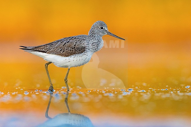 Greenshank (Tringa nebularia) in Italy. stock-image by Agami/Daniele Occhiato,