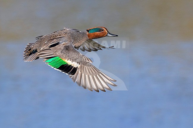 Eurasian Teal (Anas crecca) in Italy. stock-image by Agami/Daniele Occhiato,
