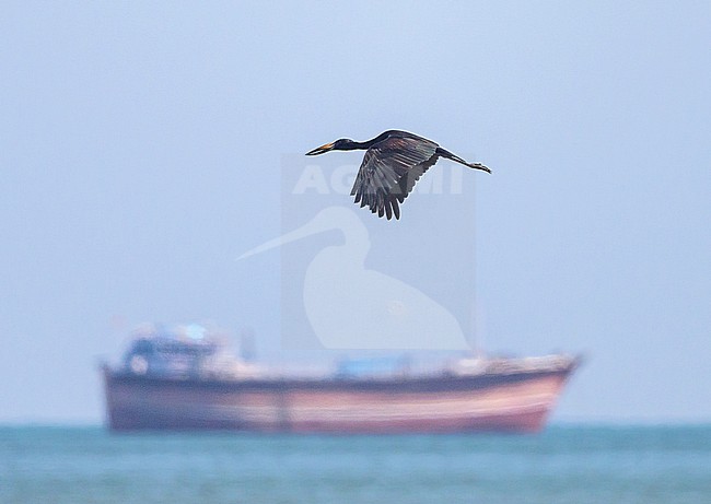 African Openbill (Anastomus lamelligerus) in Oman. stock-image by Agami/Sylvain Reyt,