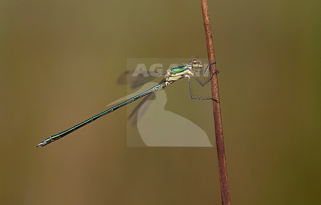 Imago Tengere pantserjuffer; Adult Small Spreadwing; Adult Small Emerald Damselfly stock-image by Agami/Fazal Sardar,