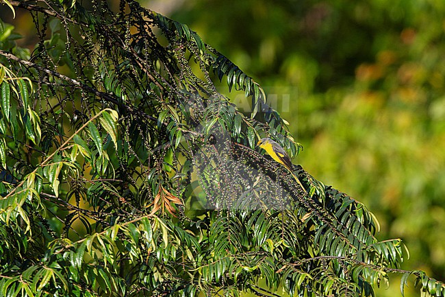 Short-billed Minivet (Pericrocotus brevirostris) in a tree in Doi Angkang, Thailand stock-image by Agami/Helge Sorensen,