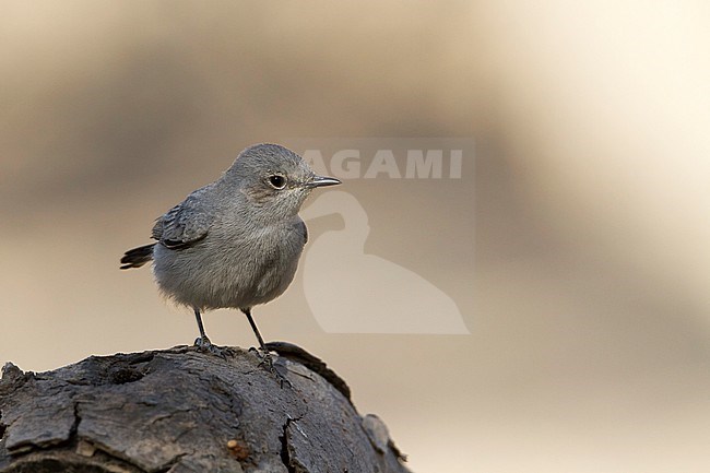 Blackstart - Schwarzschwanz - Cercomela melanura ssp. neumanni, Oman stock-image by Agami/Ralph Martin,