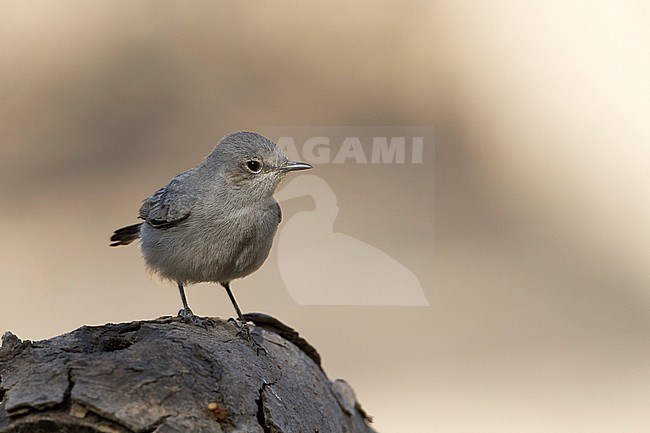 Blackstart - Schwarzschwanz - Cercomela melanura ssp. neumanni, Oman stock-image by Agami/Ralph Martin,