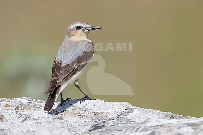 Northern Wheatear (Oenanthe oenanthe), adult female perched on a rock seen from the back stock-image by Agami/Saverio Gatto,