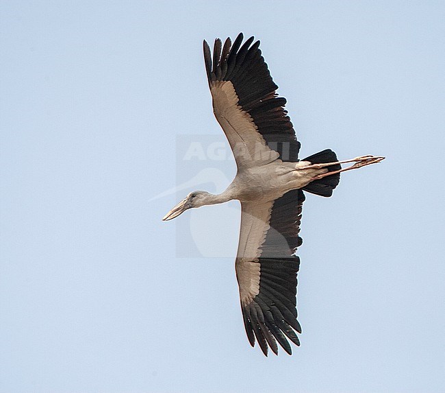 Asian Openbill (Anastomus oscitans) in flight seen from below. stock-image by Agami/Marc Guyt,